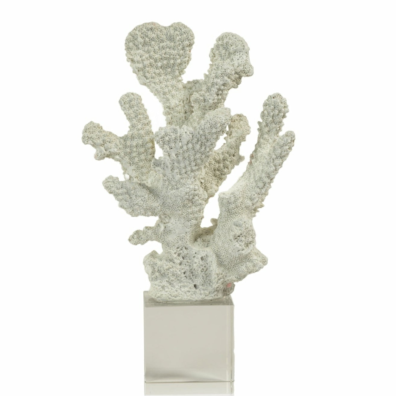 White Coral on Acrylic Base