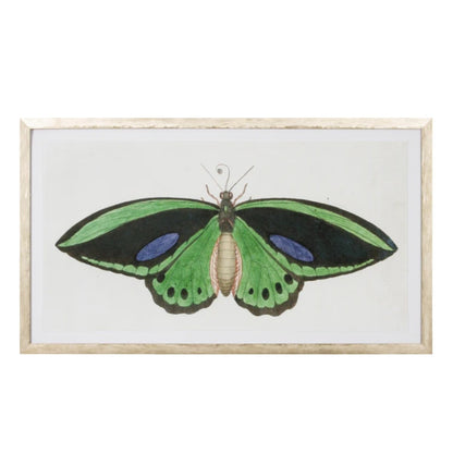 Lepidoptera Painting
