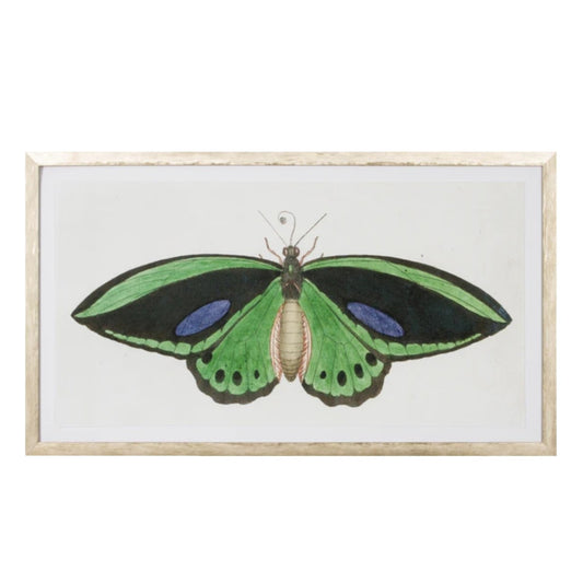 Lepidoptera I Painting
