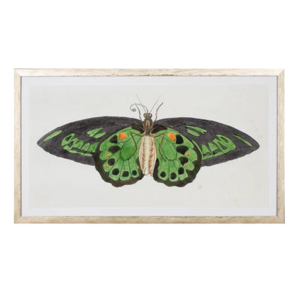 Lepidoptera Painting