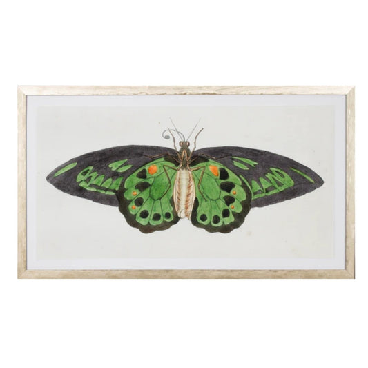 Lepidoptera Painting